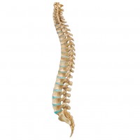 human spine human spine